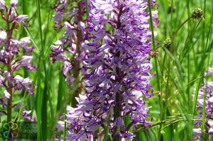 orchis simia (3).jpg